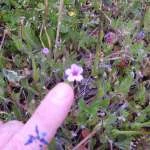 DSCF1534 t