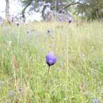 DSCF1532 t