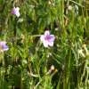 DSCF1499 t