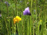 DSCF1494