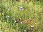 DSCF1491