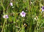 DSCF1499