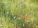 DSCF1490