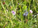 DSCF1495