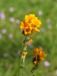 DSCF1504