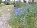 DSCF1519