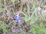 DSCF1525