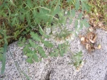 DSCF1528