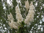 DSCF1526
