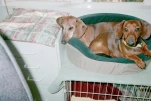 Dakota and Chico