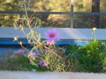 DSCN0309