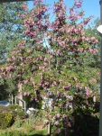 DSCF0286