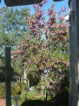 DSCF0287