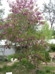 DSCF0285