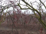 DSCF0411