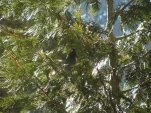 DSCF0868