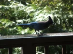 DSCF0861