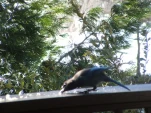 DSCF0862