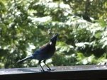 DSCF0860