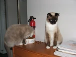 DSCF0384