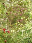 DSCF0914