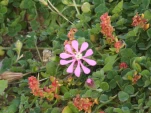 DSCF0648