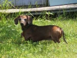 Sophie 2008