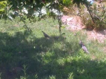 DSCN0429
