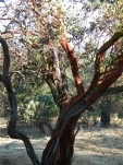 DSCN0425