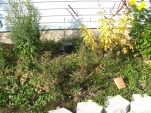 DSCF0059