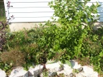 DSCF0055