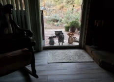2020 Dogs