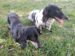 Piebald and Fritz 20190904 151004