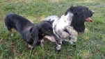 Piebald and Fritz  20190904 150959