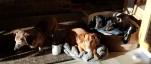 Rex Teddy Fritz Zach 20190219 075148