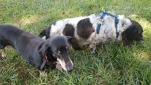 Piebald and Fritz 20190904 150947
