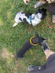 Piebald and Fritz 20190904 151138