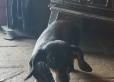 2019Dogs