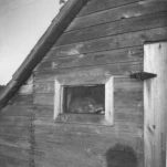 Raccoon